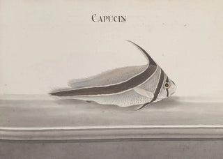 Ren de Rabi - Natural history of Saint Domingue Pl098.webp