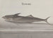 Storia naturale di Saint-Domingue Pl103 - René de Rabi — vista dell’opera