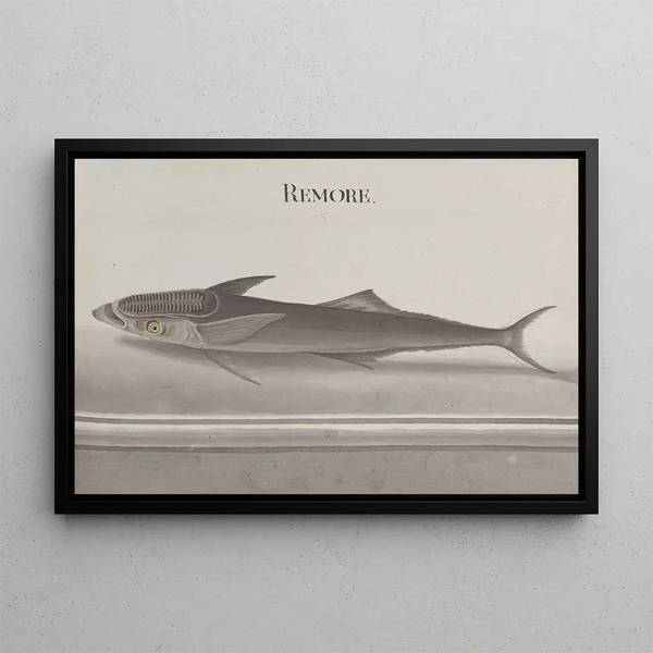 Storia naturale di Saint-Domingue Pl103 - René de Rabi — quadro incorniciato alla parete