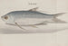 Storia naturale di Santo Domingo, Pl. 105 - René de Rabi — vista dell’opera