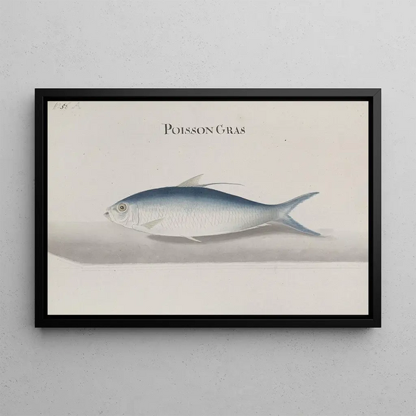 Ren de Rabi - Natural history of Saint Domingue Pl108.webp