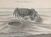 Storia naturale di Santo Domingo, Pl. 120 - René de Rabi — vista dell’opera