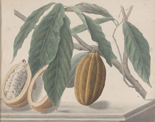 Ren de Rabi - Natural history of Saint Domingue Pl136.webp