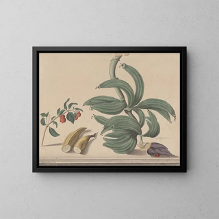 Ren de Rabi - Natural history of Saint Domingue Pl137.webp