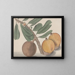 Ren de Rabi - Natural history of Saint Domingue Pl140.webp