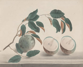 Ren de Rabi - Natural history of Saint Domingue Pl142.webp