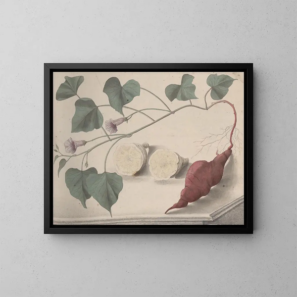 Storia naturale di Saint-Domingue Pl149 - René de Rabi — quadro incorniciato alla parete