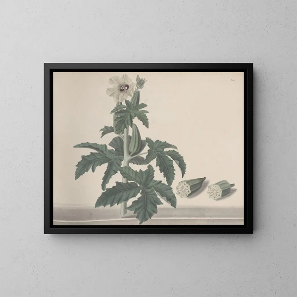 Storia naturale di Saint-Domingue Pl151 - René de Rabi — quadro incorniciato alla parete