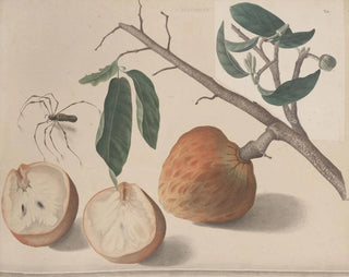 Ren de Rabi - Natural history of Saint Domingue Pl155.webp