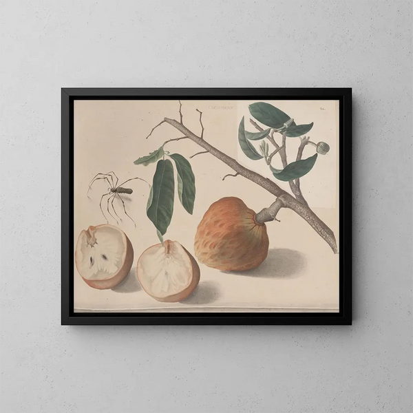 Storia naturale di Saint-Domingue Pl155 - René de Rabi — quadro incorniciato alla parete