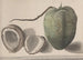 Storia naturale di Saint-Domingue Pl157 - René de Rabi — vista dell’opera