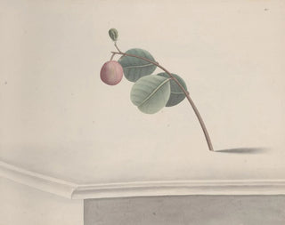 Ren de Rabi - Natural history of Saint Domingue Pl173.webp