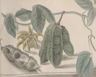 Ren de Rabi - Natural history of Saint Domingue Pl179.webp