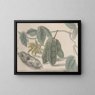 Ren de Rabi - Natural history of Saint Domingue Pl179.webp