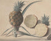 Storia naturale di Saint-Domingue Pl. 183 - René de Rabi — vista dell’opera