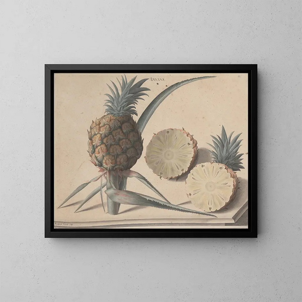 Storia naturale di Saint-Domingue Pl. 183 - René de Rabi — quadro incorniciato alla parete