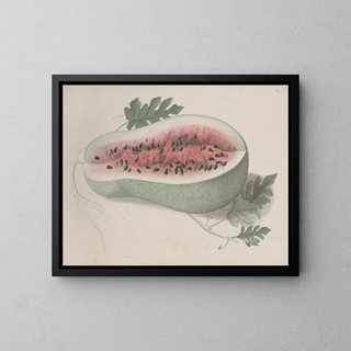 Ren de Rabi - Natural history of Saint Domingue Pl190.webp