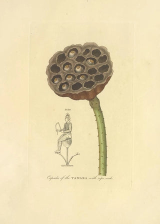 Richard Duppa - Capsula of the Tamara with ripe seeds.webp
