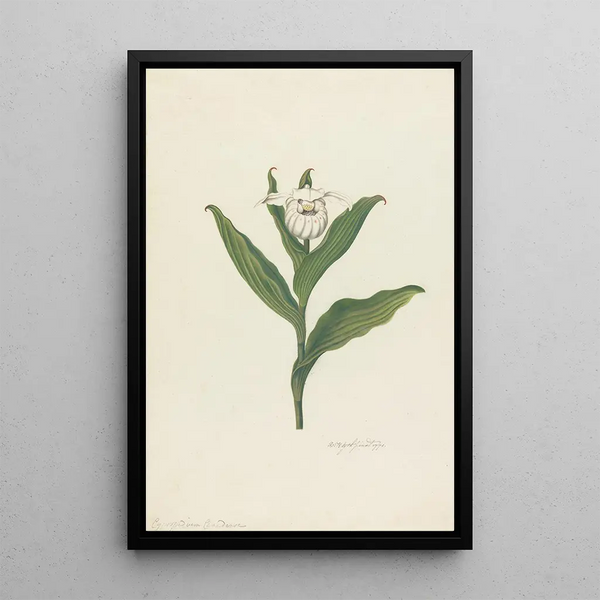 Sabot de Vénus Cypripedium Canadense Calceolus Maria - Robert Blyth — quadro incorniciato alla parete
