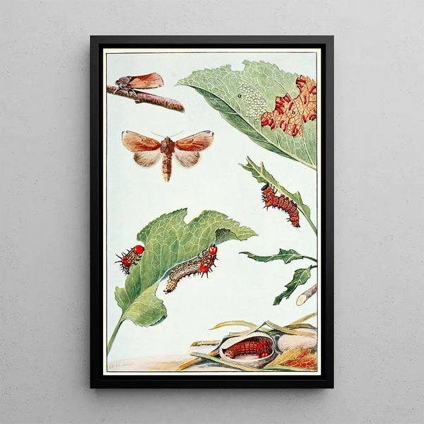 Robert Evans Snodgrass - The RedHumped Caterpillar.webp