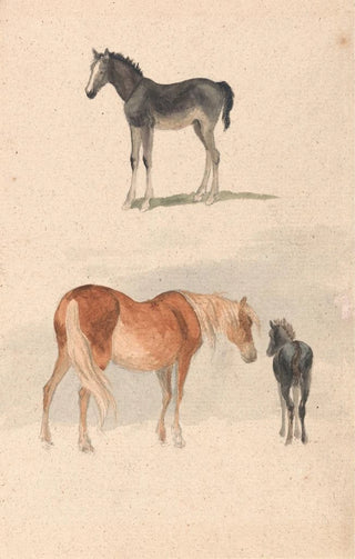 Robert Hills - Two Studies a Foal and a Mare and Foal.webp