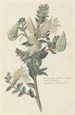 Robert Jacob Gordon - Asclepias cancellata or Gomphocarpus cancellatus Burmf Bruyns Cape or Cotton milkweed.webp
