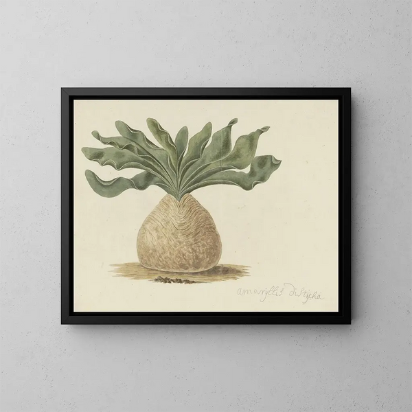 Bulbe empoisonné des Hottentots - Robert Jacob Gordon — quadro incorniciato alla parete