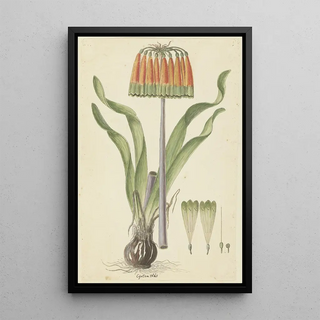 Robert Jacob Gordon - Cyranthus obliquus Lf Aiton Knysna lily.webp