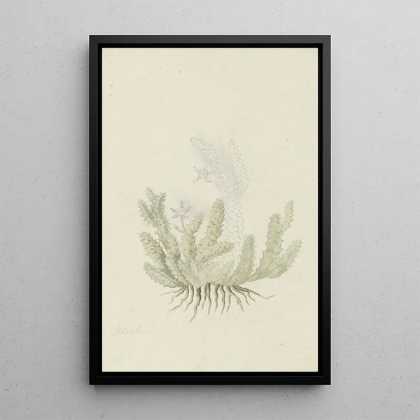 Duvalia caespitosa Masson, asclépiade di Haw - Robert Jacob Gordon | Reproduction — quadro incorniciato alla parete