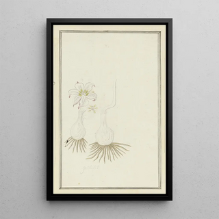 Robert Jacob Gordon - Gethyllis sp Kukumakranka.webp