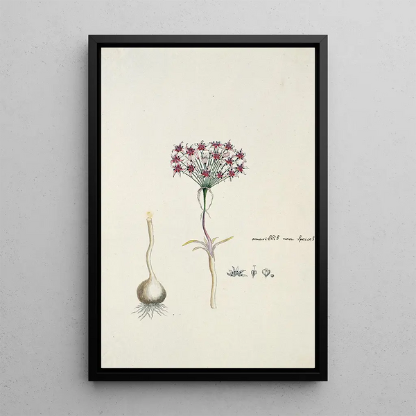 Hessea cinnamomea LHrit Durand Schinz lys parapluie - Robert Jacob Gordon — quadro incorniciato alla parete