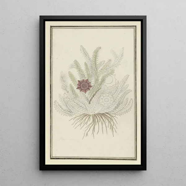Huernia guttata Masson Haw Stapelia guttata - Robert Jacob Gordon — quadro incorniciato alla parete