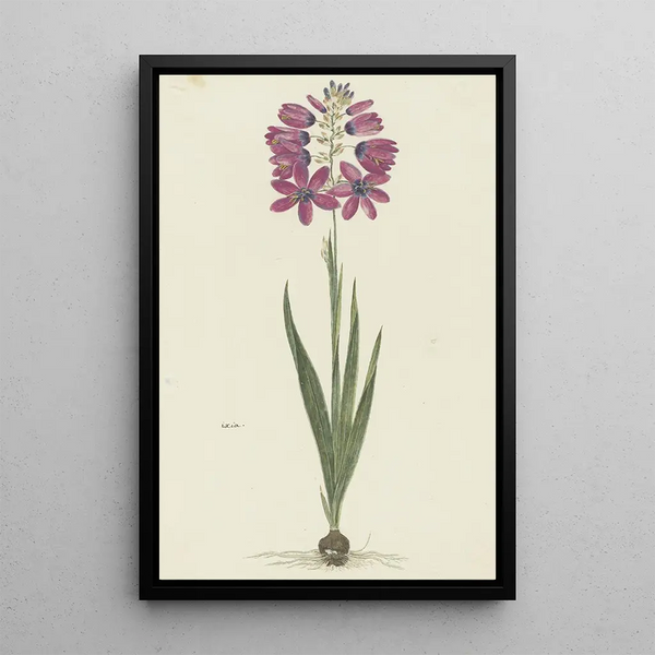 Ixia lutea Eckl var ovata - Robert Jacob Gordon — quadro incorniciato alla parete