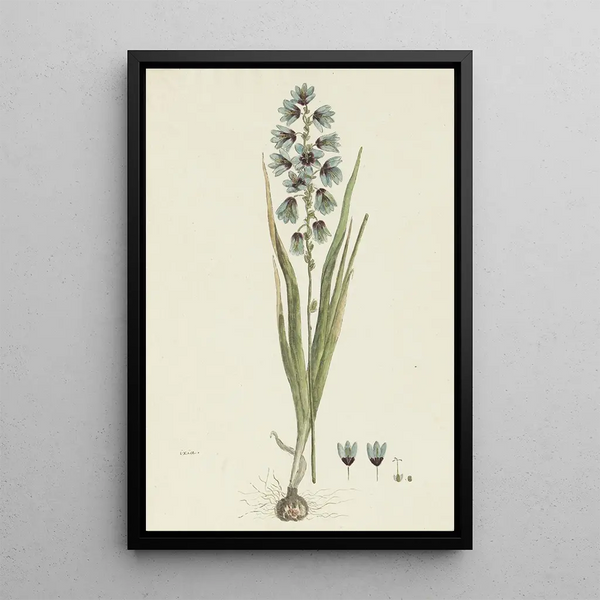 Ixia viridiflora Lam - Robert Jacob Gordon — quadro incorniciato alla parete