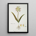 Lachenalia aloides Lf Engl var aloides Fleurs d'opale - Robert Jacob Gordon — quadro incorniciato alla parete