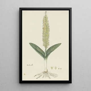 Robert Jacob Gordon - Lachenalia arbuthnotiae WF Barker Hyacinth.webp