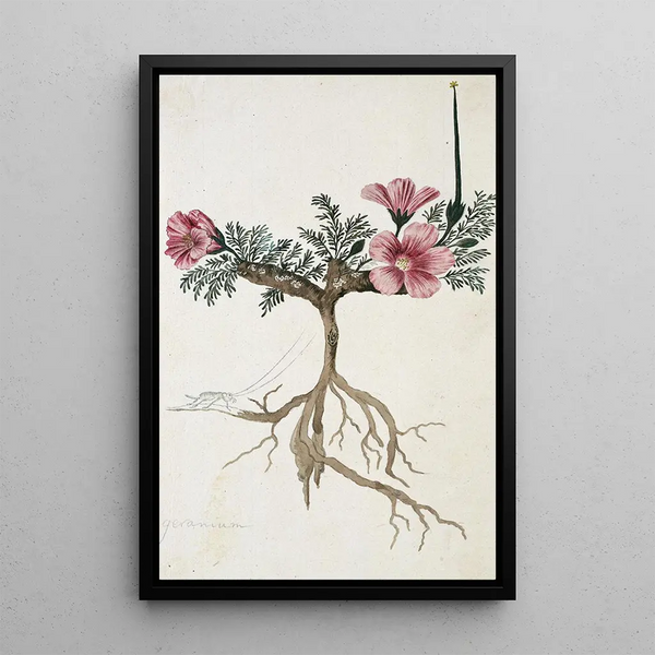 Monsonia multifidum EMey ex Kunth con un insetto - Robert Jacob Gordon — quadro incorniciato alla parete