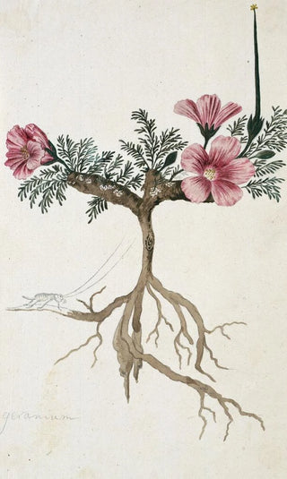 Robert Jacob Gordon - Monsonia multifidum EMey ex Kunth with an insect.webp