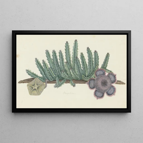 Robert Jacob Gordon - Orbea verrucosa Masson LC LeachSHirsute stapelia.webp
