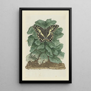Robert Jacob Gordon - Papilio demodocus Citrus or Christmas butterfly on an unidentified plant.webp