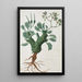 Pelargonium klinghardtense Knuth - Robert Jacob Gordon — quadro incorniciato alla parete