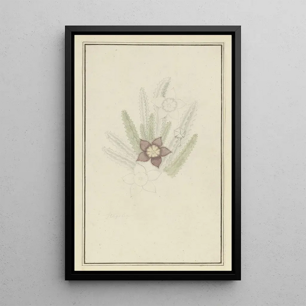 Stapelia hirsute L Fiore stella marina - Robert Jacob Gordon — quadro incorniciato alla parete