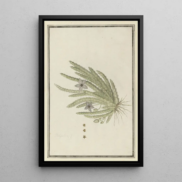 Stapelia paniculata Willd Petite fleur étoile de mer - Robert Jacob Gordon — quadro incorniciato alla parete