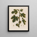 Ficus Le Figuier - Robert John Thornton — quadro incorniciato alla parete
