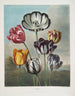Un gruppo di tulipani - Robert John Thornton — vista dell’opera