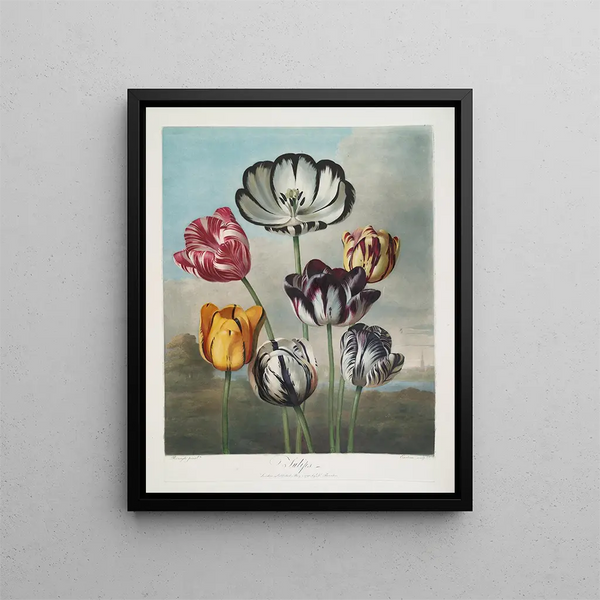 Un gruppo di tulipani - Robert John Thornton — quadro incorniciato alla parete
