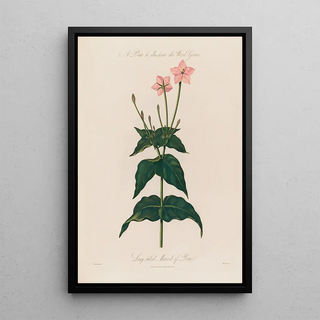 Robert John Thornton - A Plate to illustrate the Word Genus Longtubed Marvel of Peru.webp