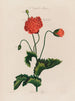 Un potager monstre Poppy - Robert John Thornton — vista dell’opera