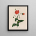 Un potager monstre Poppy - Robert John Thornton — quadro incorniciato alla parete