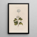 Un monstre végétal Spiraea opulifolia ou Viorne à feuilles de groseillier - Robert John Thornton — quadro incorniciato alla parete